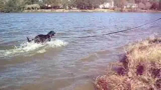 Rascal and Apollo playing in the LSU Lakes