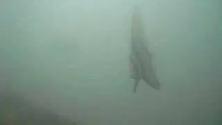 Long Finned Batfish (and the phantom Six banded Angelfish!)