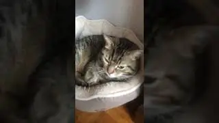 Chat qui &agrave; peur 😨