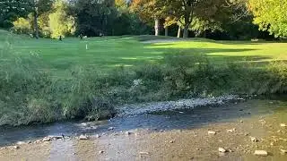 Large Salmon in Don Valley River in Toronto