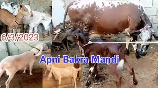 Apni Bakra Mandi l Karachi Goat Market l Cattle market  Karachi l Cow mandi