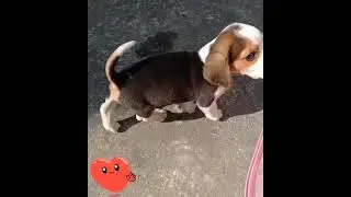Cute Beagle Pup 😘