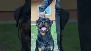 FERRARI WINNER ČIVI. HD-A ED 0 JLPP DNA  ARMANI BLACK ALLUSION X FARA WINNER ČIVI