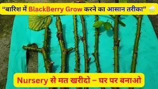 &ldquo;Monsoon में Blackberry Plant Cutting से Grow करने का आसान तरीका | BlackBerry Propagation at Home&rdquo;
