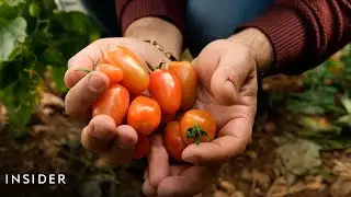 How Lebanon&rsquo;s Farms Are Tackling The Food Crisis A Year After The Port Blast | Decoded