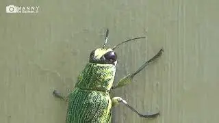 Green Leaf weevil climbing up the wall