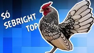 GALINHAS DA RAÇA SEBRIGHT (chicken BATAM) Galinha ornamentais