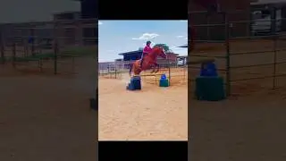 Soaring Tackless Express 🩵🐎 #hearthorse #tackless #freejump #libertyhorse #equestrian #2025