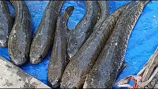 Fish cutting skills is nice work