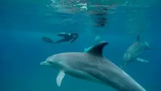 Dolphin Diary 080919