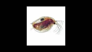 Green water summary video #aquarium #fish #fishtank #livefoods #daphnia #greenwater #fishhobbyist