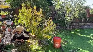 Preparando los árboles de durazno, manzana y guayaba fresa para su floración.