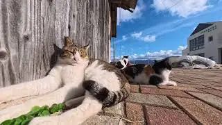 【今週のボツ動画 2025/12/5w】今週撮った未公開猫動画まとめて公開-unreleased video of this week