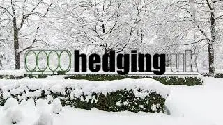 Winter Hedge Care - Signs of Winter Plant Stress