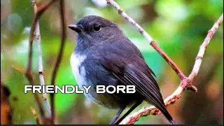 New Zealand's Friendliest Bird