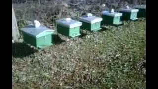 Bee   albanian   Honey   BIO