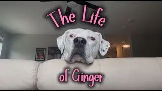 The Life of Ginger - Short Film