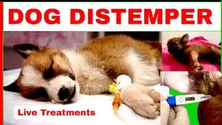 Canine Distemper in Dogs | Symptoms, Treatment, Recovery & Prevention Explained