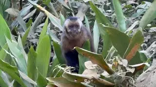 WHITE-Fronted CAPUCHIN Monkey (Manu Biosphere Reserve, Cusco/Madre de Dios, Peru 🇵🇪)