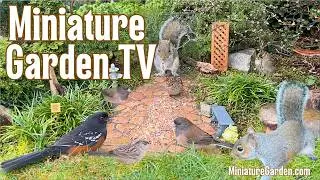 Calming Cat TV Close-up Birdwatching in a Living Miniature Garden, Wild Songbirds of the PNW, No Ads
