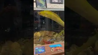 Meet Hulk, a 5.5&rsquo; Green Moray Eel! #shorts