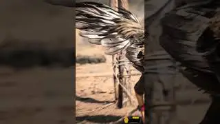 #king_media #seval_sandai  Seval Sandai Status Video l Sava Kattu Status l Seval Status Video