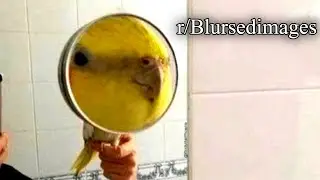 r/Blursedimages | забавная птичка кричит