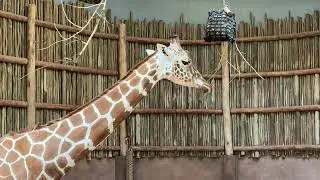 Chicago's Iconic Lincoln Park Zoo Walking Tour (AA: Ep. 147)