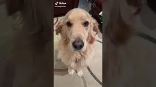The things I let my humans do to me! #dobby #harrypotter #shorts #goldenretriever #dogs #dog #fyp