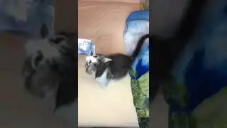СИМБА 7 серия