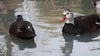White-winged duck pair bonding and courtship