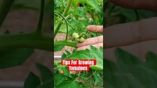 Grow your own MATERS!!! 🍅✨#garden #farming #tips #growyourownfood #vegetablegardening