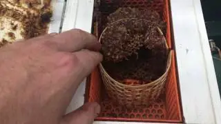 Powell split frames for Australian native bees 🐝