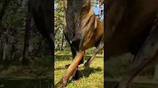 Tug Toy Malinois 🐕&zwj;🦺🐊😁