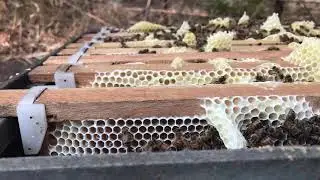Checking my bees with natural sound 🐝 | WeBee 🐝