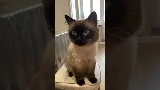 Кот Сэм не любит когда его ругают 🐈🥰😂 #love #любовь #cat #котики #кошки #shortvideo #сэм #shorts