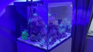 Aquaone Reefsys 180