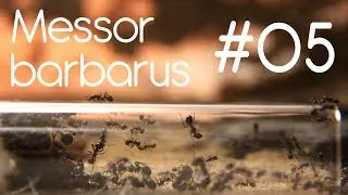 Messor barbarus - 05 - What the Heck