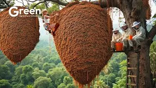 How The World's Most Dangerous Red Honey is Collected from Extreme Cliffs 🧗🍯