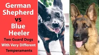 German Shepherd vs Blue Heeler: Two Guard Dogs With Very Different Temperaments
