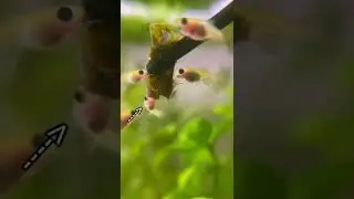 Will this baby Fish Survive?