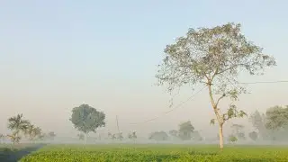 তেঁতুলিয়া চা বাগানে ❤️‍🩹