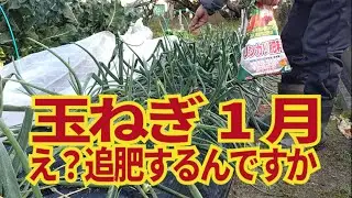 玉ねぎ1月の追肥。生育が思わしくなければ追肥が必要です。即効のNPK肥料と過リン酸石灰がおすすめです。1/18