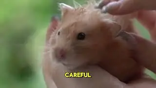 How Fast Can a Hamster Run