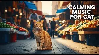 12 Hours of Cat Music for Anxiety Relief : Deep Sleep, Relaxation, and Insomnia Healing Sounds 🐈💖😌