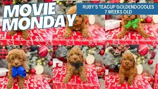 Ruby's Teacup Goldendoodle Puppies 7 weeks