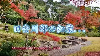 旧安川邸 -紅葉を楽しむ-