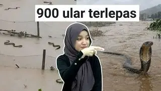 Punca Banjir China Sampai 900 Ular Terlepas