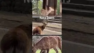 Meet Nara&rsquo;s Friendly Deer Herd | Japan | 01 #NaraDeer #SacredAnimals #JapanNature