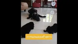 DD122 พี่กล้วย สอนน้องนอนแบบค้างคาว #straydogs #หมาจร